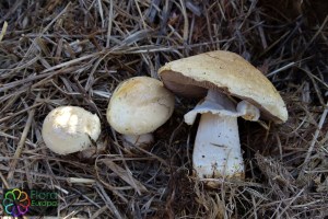 Agaricus subrufescens (2)